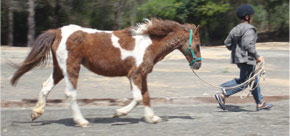 Introducción al mundo del caballo